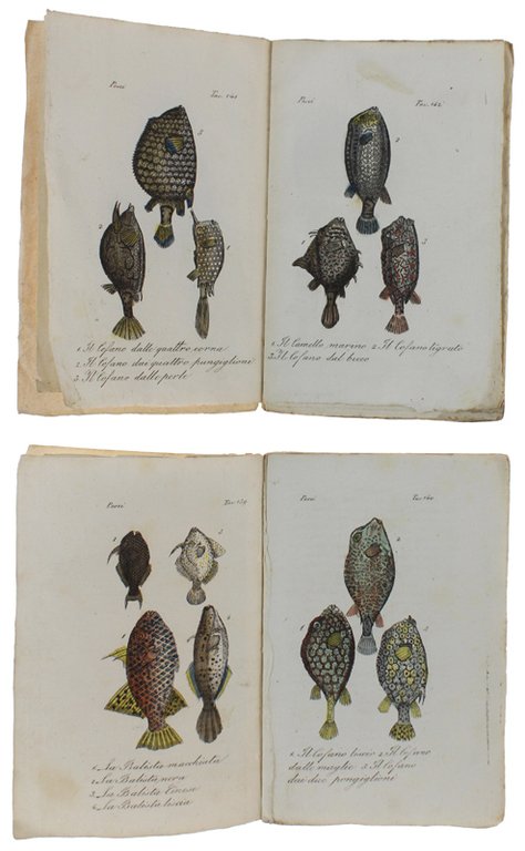 PESCI : 46 STAMPINE '800 ACQUERELLATE A MANO, circa 150 …