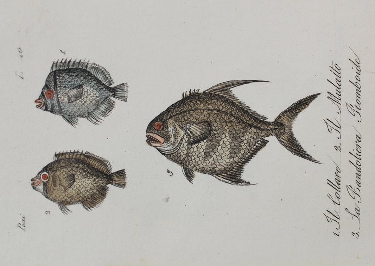 PESCI : 46 STAMPINE '800 ACQUERELLATE A MANO, circa 150 …