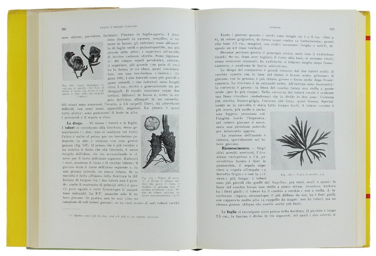 PIANTE OFFICINALI ITALIANE | Immagine Gallery 2