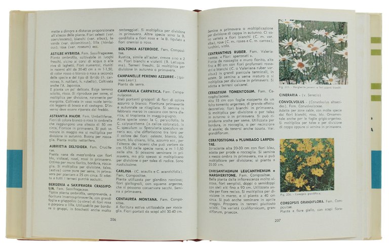 PICCOLA ENCICLOPEDIA DI ORTOFRUTTICOLTURA | Immagine Gallery 2