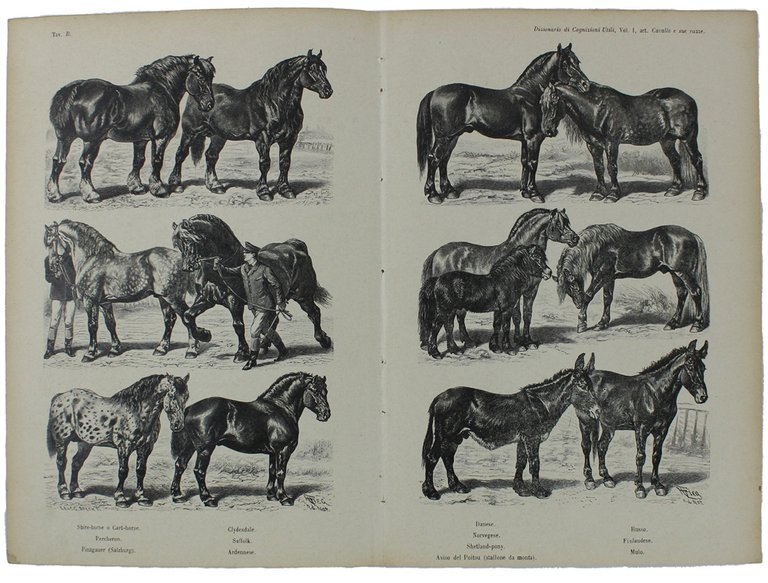 RAZZE DI CAVALLI.