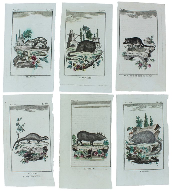 RODITORI DIVERSI: 6 Tavole originali acquerellate tratte dalla STORIA NATURALE. | Immagine Gallery 2