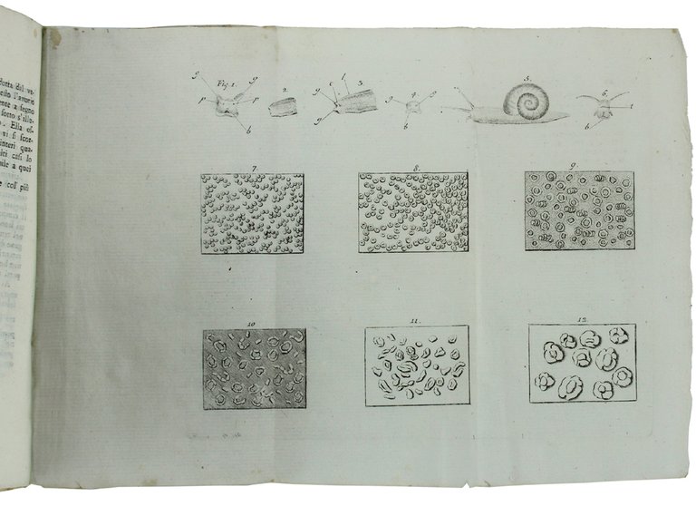SCELTA DI OPUSCOLI INTERESSANTI TRADOTTI DA VARIE LINGUE. Volume 36