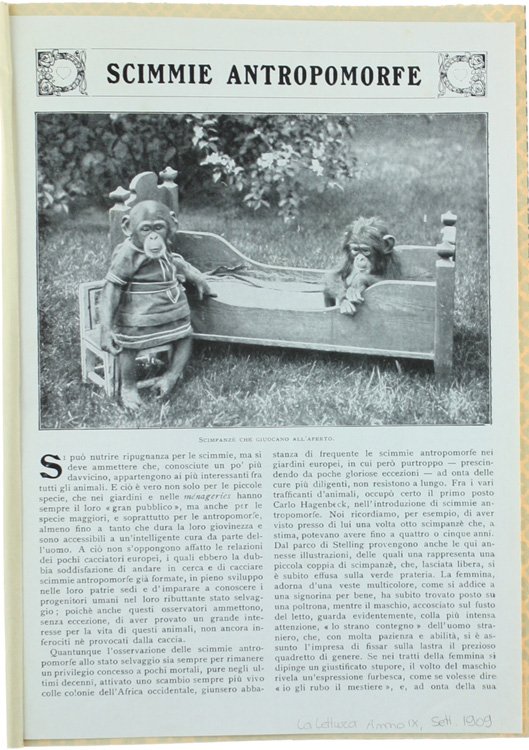 SCIMMIE ANTROPOMORFE.