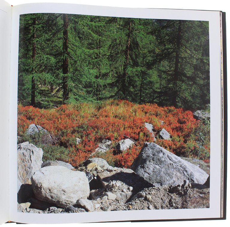 STAGIONI. | Immagine Gallery 6