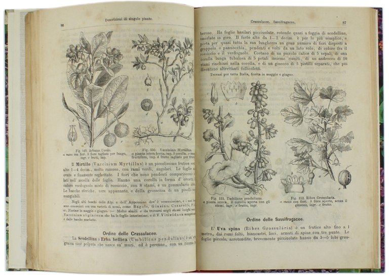 STORIA ILLUSTRATA DEL REGNO VEGETALE. Versione italiana di Teodoro Caruel.