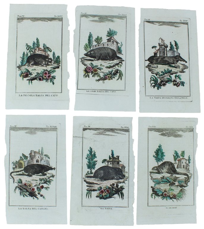 TALPE: 6 Tavole originali acquerellate tratte dalla STORIA NATURALE. | Immagine Gallery 2