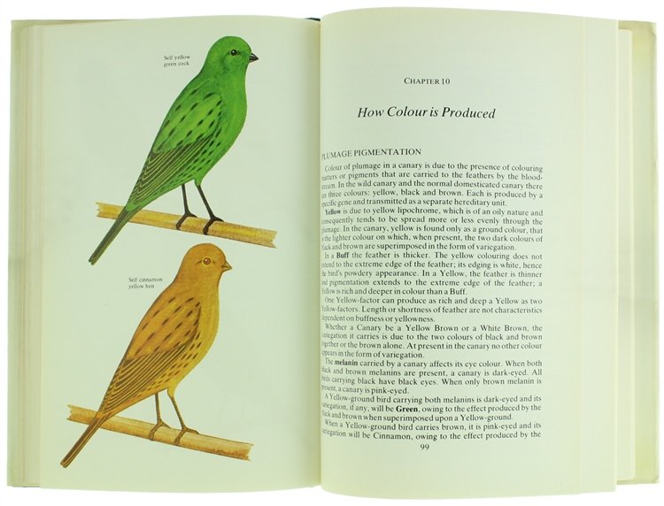 THE BORDER CANARY. Coloured plates by Michael Stringer.