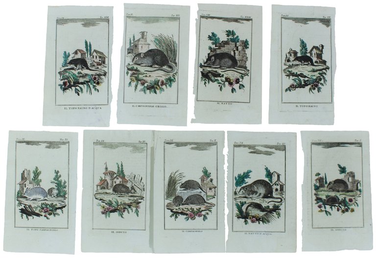 TOPI: 9 Tavole originali acquerellate tratte dalla STORIA NATURALE. | Immagine Gallery 2