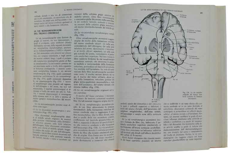 TRATTATO DI ANATOMIA UMANA FUNZIONALE a cura di Helmut Ferner …