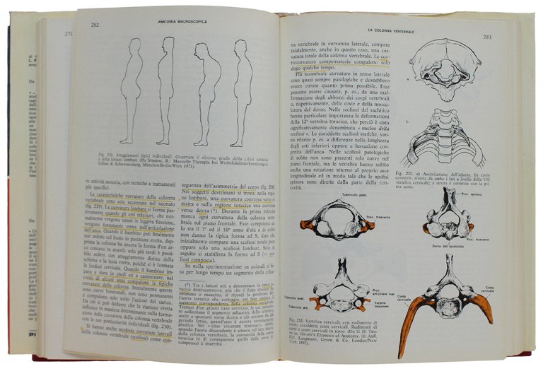 TRATTATO DI ANATOMIA UMANA FUNZIONALE a cura di Helmut Ferner …