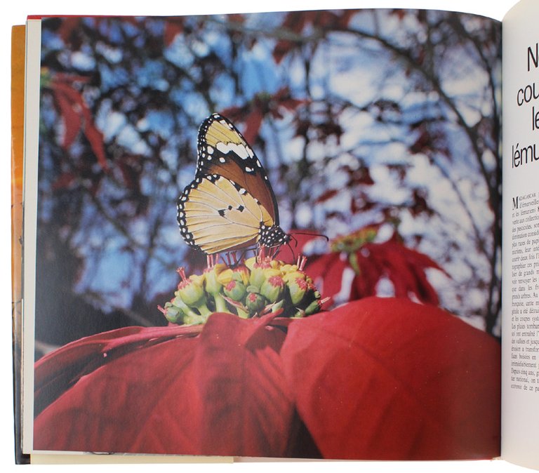 TRESORS VIVANT | Immagine Gallery 4