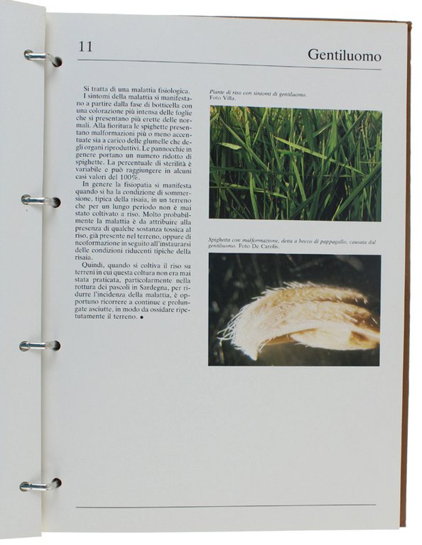 VARIETA' DI RISO IN ITALIA - DIFESA FITOSANITARIA E DISERBO …