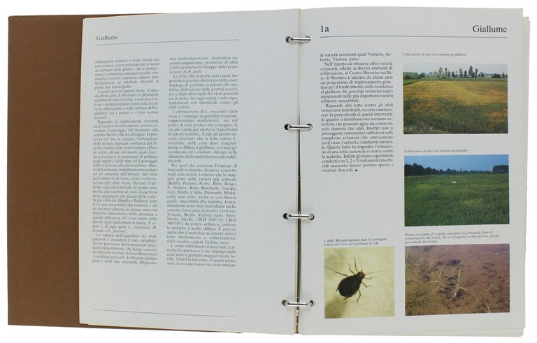 VARIETA' DI RISO IN ITALIA - DIFESA FITOSANITARIA E DISERBO …