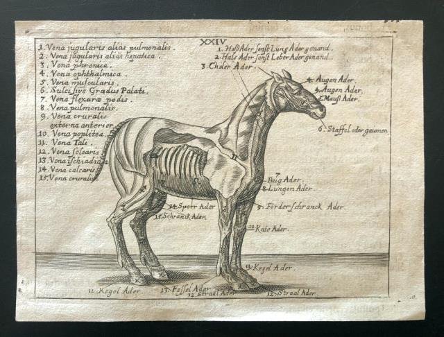 Anatomia del cavallo.