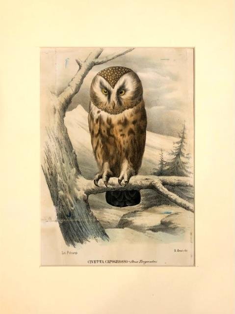 Civetta Capogrosso - Strix Tengmalmi.