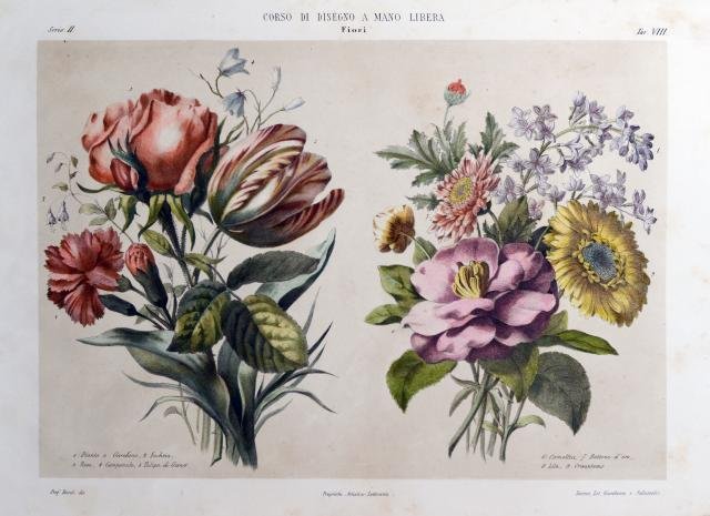 Dianto o Garofano, Fuchsia, Rosa, Campanule, Tulipa di Gesner, Camellia, …