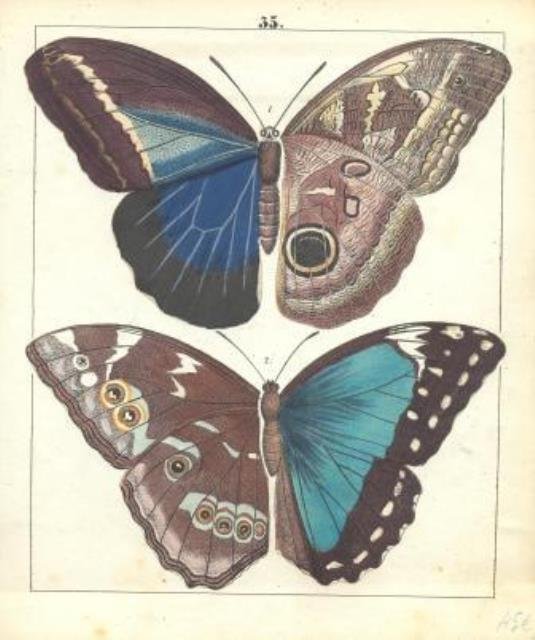Farfalle colorate in marrone e azzurro.