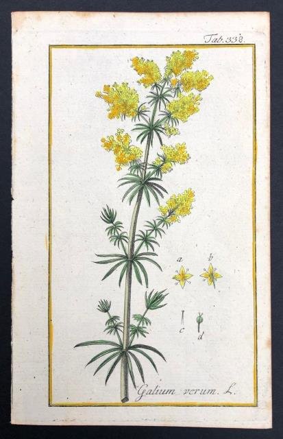 Galium verum.