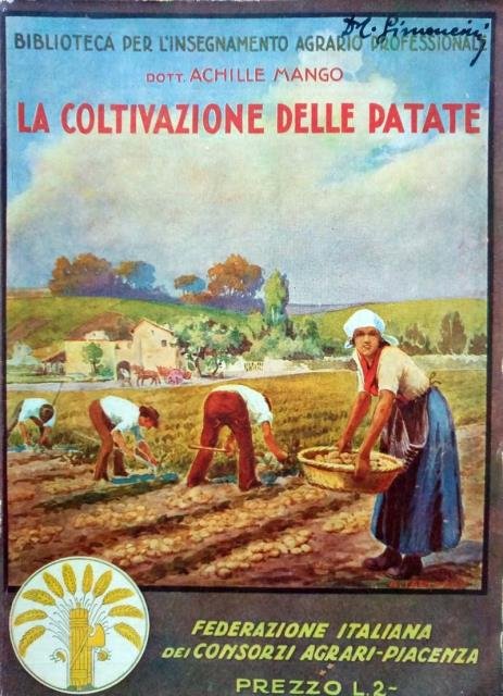 La coltivazione delle patate.