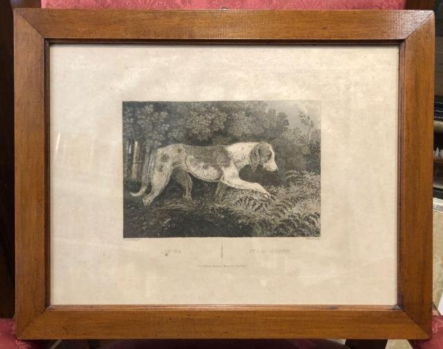 Limier - Stag Hound.