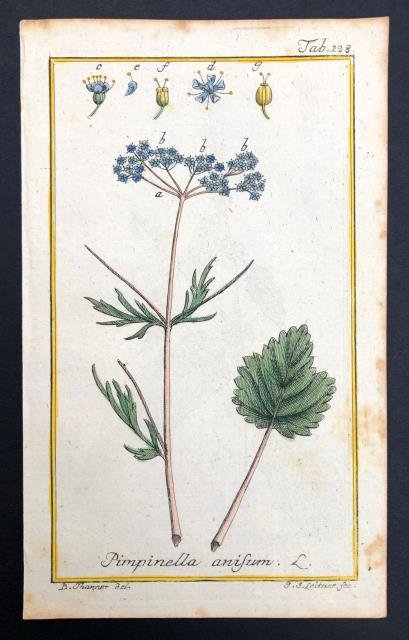 Pimpinella anisum.