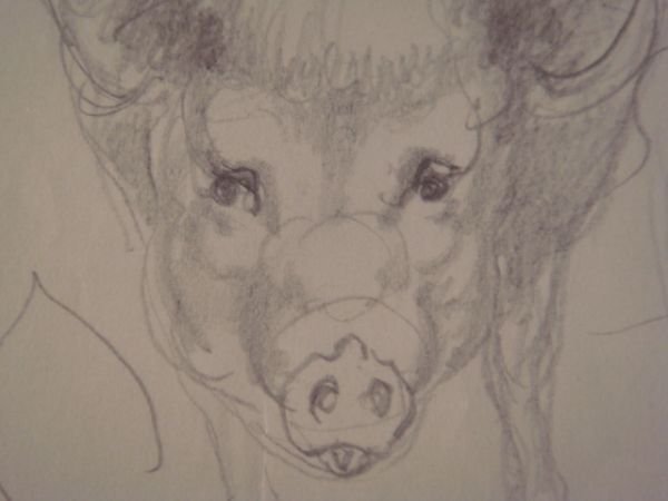 Cochon : Étude 2 - Crayon sur papier