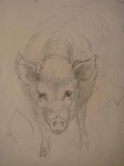 Cochon : Étude 2 - Crayon sur papier