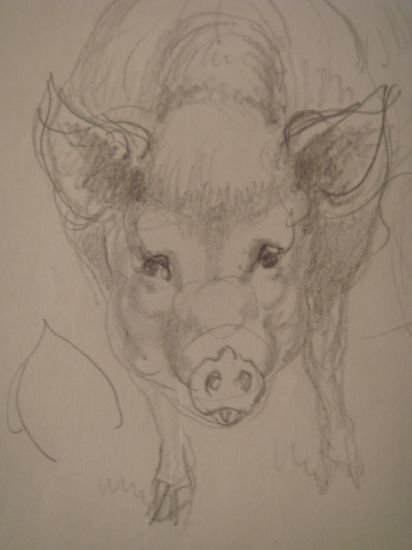 Cochon : Étude 2 - Crayon sur papier