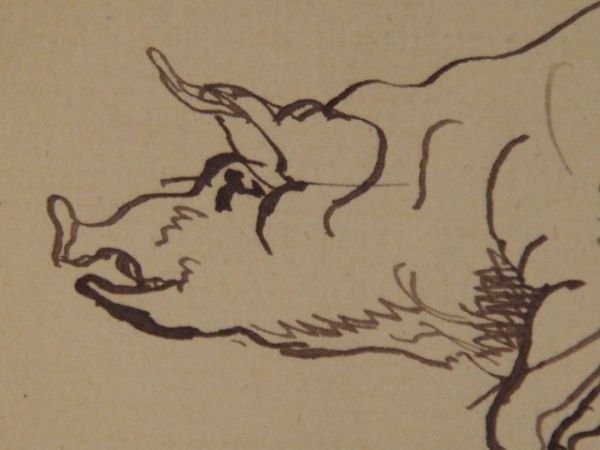 Cochon suspendu par les pieds - Encre sur papier