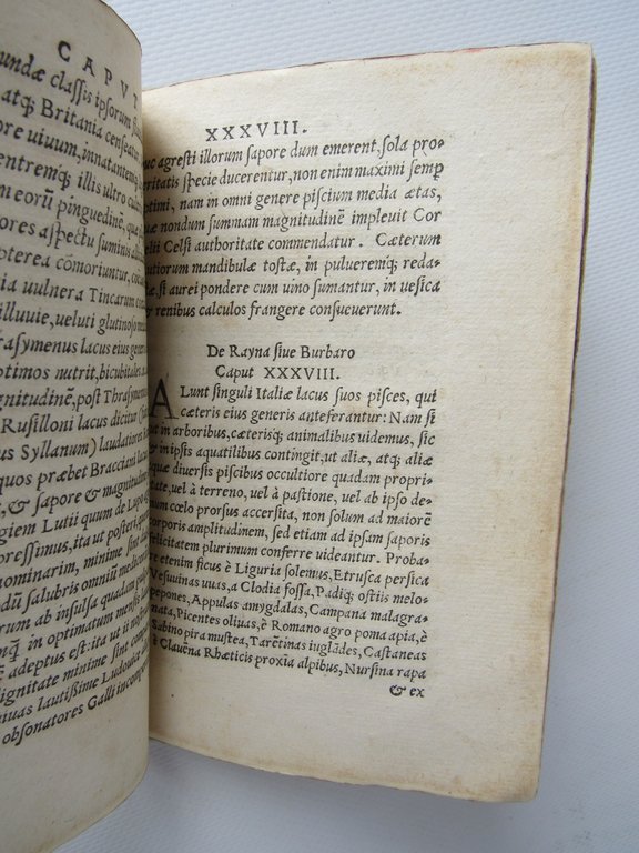 De romanis piscibus libellus, doctus, copiosus & elegans, iam recens …
