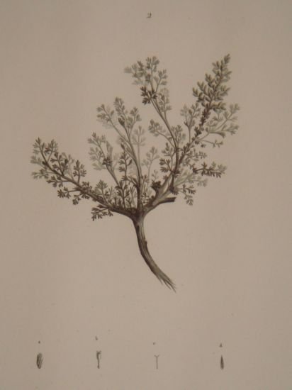 DESCRIPTION DE L'EGYPTE. Botanique. Artemisia monosperma, Artemisia inculta, Atremisia judaica. (Histoire Naturelle, planche 43)