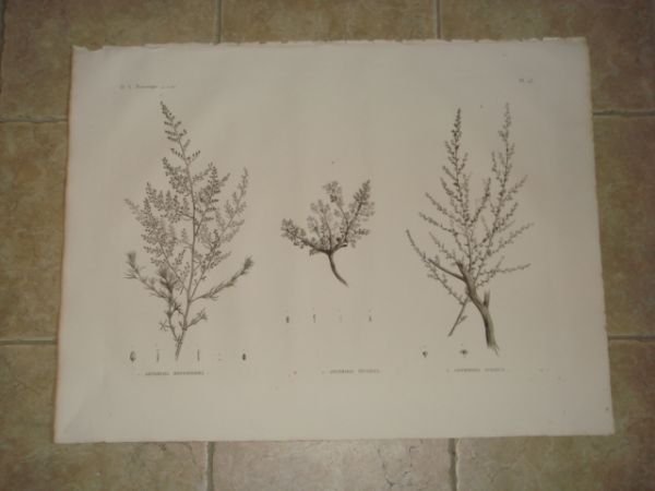 DESCRIPTION DE L'EGYPTE. Botanique. Artemisia monosperma, Artemisia inculta, Atremisia judaica. …