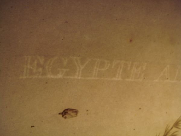 DESCRIPTION DE L'EGYPTE. Botanique. Artemisia monosperma, Artemisia inculta, Atremisia judaica. …