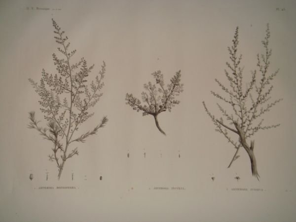 DESCRIPTION DE L'EGYPTE. Botanique. Artemisia monosperma, Artemisia inculta, Atremisia judaica. …
