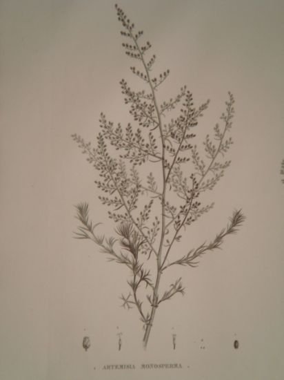 DESCRIPTION DE L'EGYPTE. Botanique. Artemisia monosperma, Artemisia inculta, Atremisia judaica. …