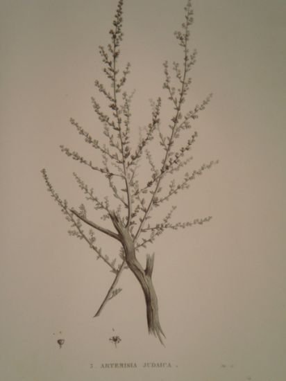 DESCRIPTION DE L'EGYPTE. Botanique. Artemisia monosperma, Artemisia inculta, Atremisia judaica. …