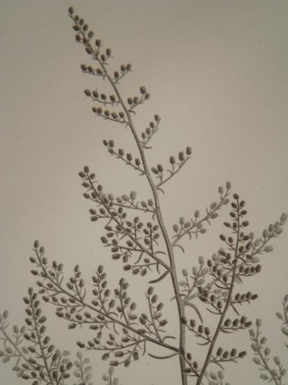 DESCRIPTION DE L'EGYPTE. Botanique. Artemisia monosperma, Artemisia inculta, Atremisia judaica. …