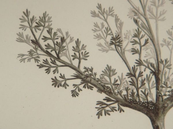 DESCRIPTION DE L'EGYPTE. Botanique. Artemisia monosperma, Artemisia inculta, Atremisia judaica. …