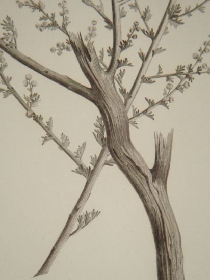 DESCRIPTION DE L'EGYPTE. Botanique. Artemisia monosperma, Artemisia inculta, Atremisia judaica. …