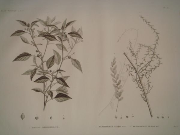 DESCRIPTION DE L'EGYPTE. Botanique. Croton oblongifolium, Menispermum leaeba femina, Menispermum … | Immagine Gallery 2