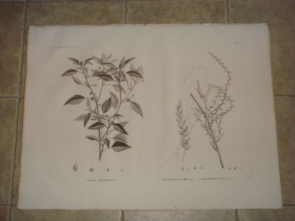 DESCRIPTION DE L'EGYPTE. Botanique. Croton oblongifolium, Menispermum leaeba femina, Menispermum … | Immagine Gallery 3
