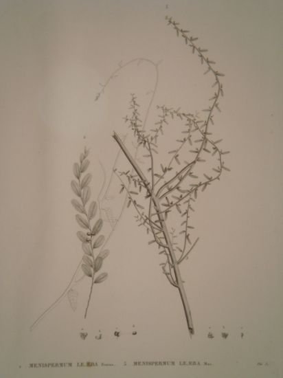 DESCRIPTION DE L'EGYPTE. Botanique. Croton oblongifolium, Menispermum leaeba femina, Menispermum … | Immagine Gallery 4