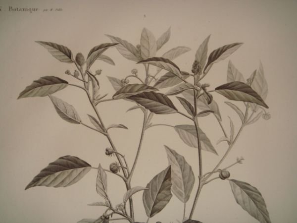 DESCRIPTION DE L'EGYPTE. Botanique. Croton oblongifolium, Menispermum leaeba femina, Menispermum … | Immagine Gallery 5