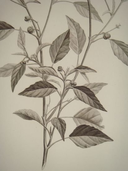 DESCRIPTION DE L'EGYPTE. Botanique. Croton oblongifolium, Menispermum leaeba femina, Menispermum … | Immagine Gallery 6