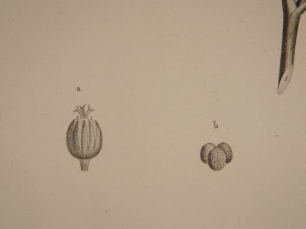 DESCRIPTION DE L'EGYPTE. Botanique. Croton oblongifolium, Menispermum leaeba femina, Menispermum … | Immagine Gallery 7