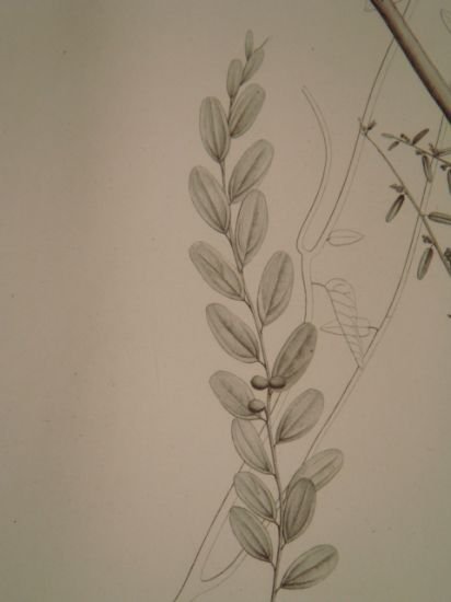 DESCRIPTION DE L'EGYPTE. Botanique. Croton oblongifolium, Menispermum leaeba femina, Menispermum … | Immagine Gallery 8