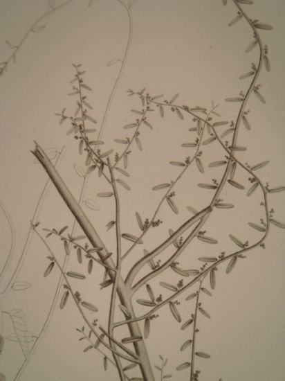 DESCRIPTION DE L'EGYPTE. Botanique. Croton oblongifolium, Menispermum leaeba femina, Menispermum … | Immagine Gallery 9