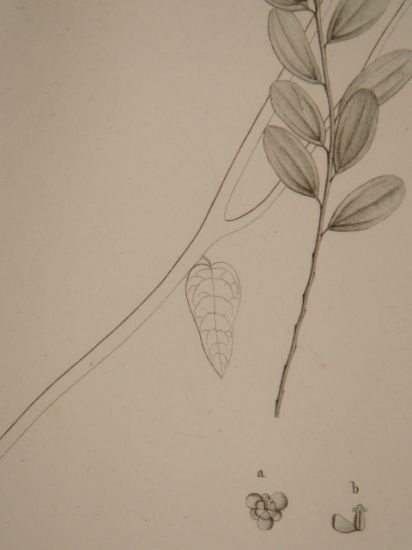 DESCRIPTION DE L'EGYPTE. Botanique. Croton oblongifolium, Menispermum leaeba femina, Menispermum … | Immagine Gallery 10