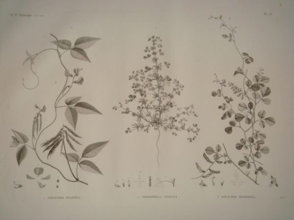 DESCRIPTION DE L'EGYPTE. Botanique. Dolichos nilotica, Trigonella anguina, Dolichos memnonia. …